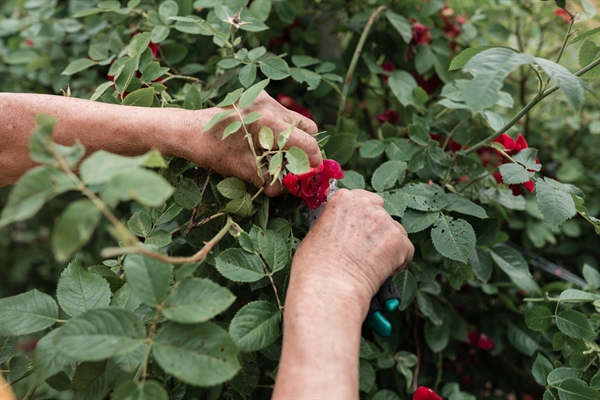 Mandevilla Plant For Sale - Garden Goods Direct thumbnail